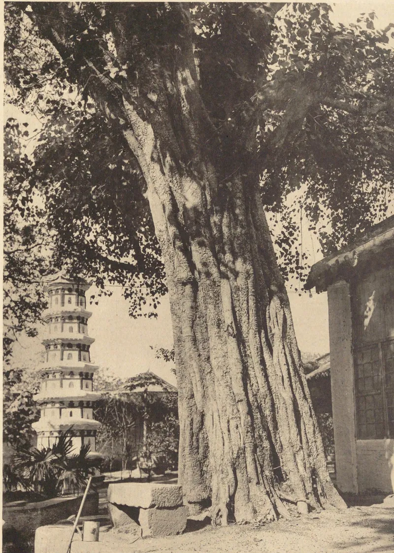 《中国文化史迹》第三辑：1928年光孝寺菩提树与六祖发塔