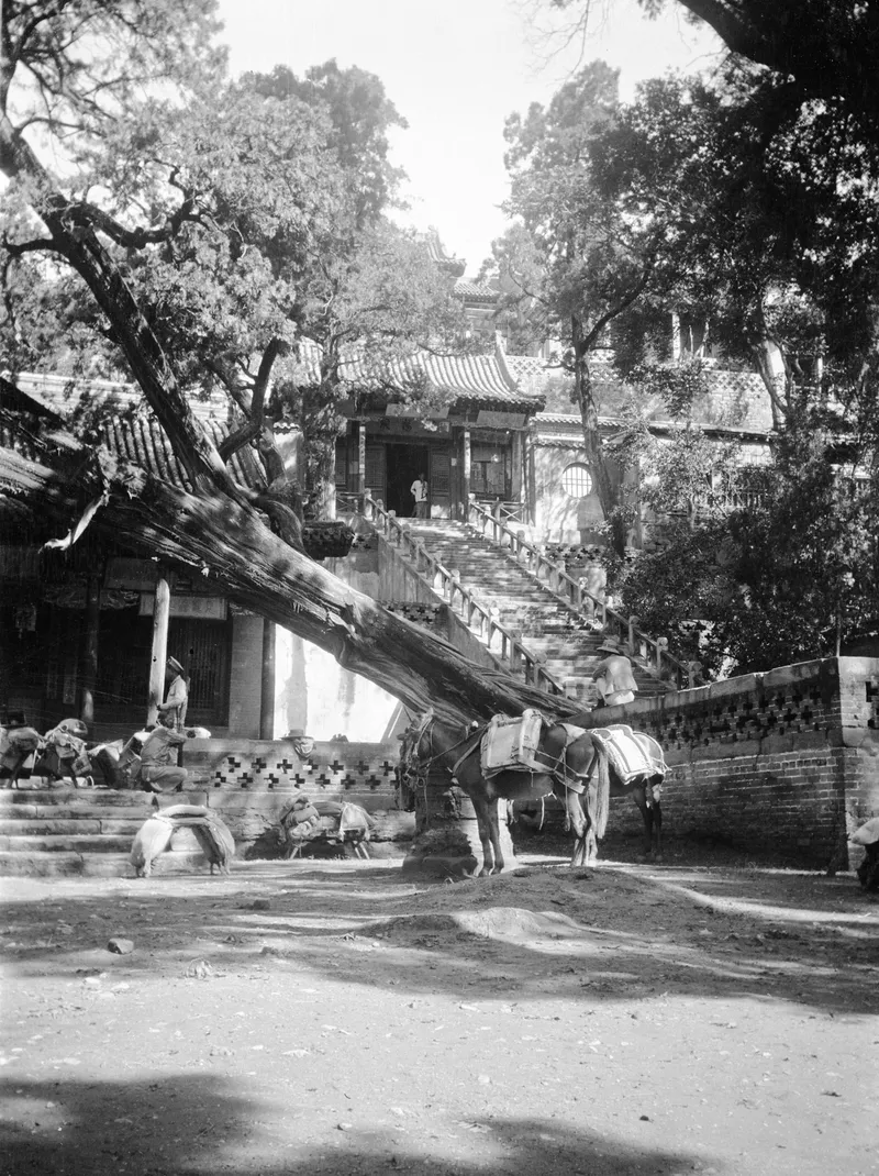 克拉普摄影集:晋祠古树与殿宇旧影
